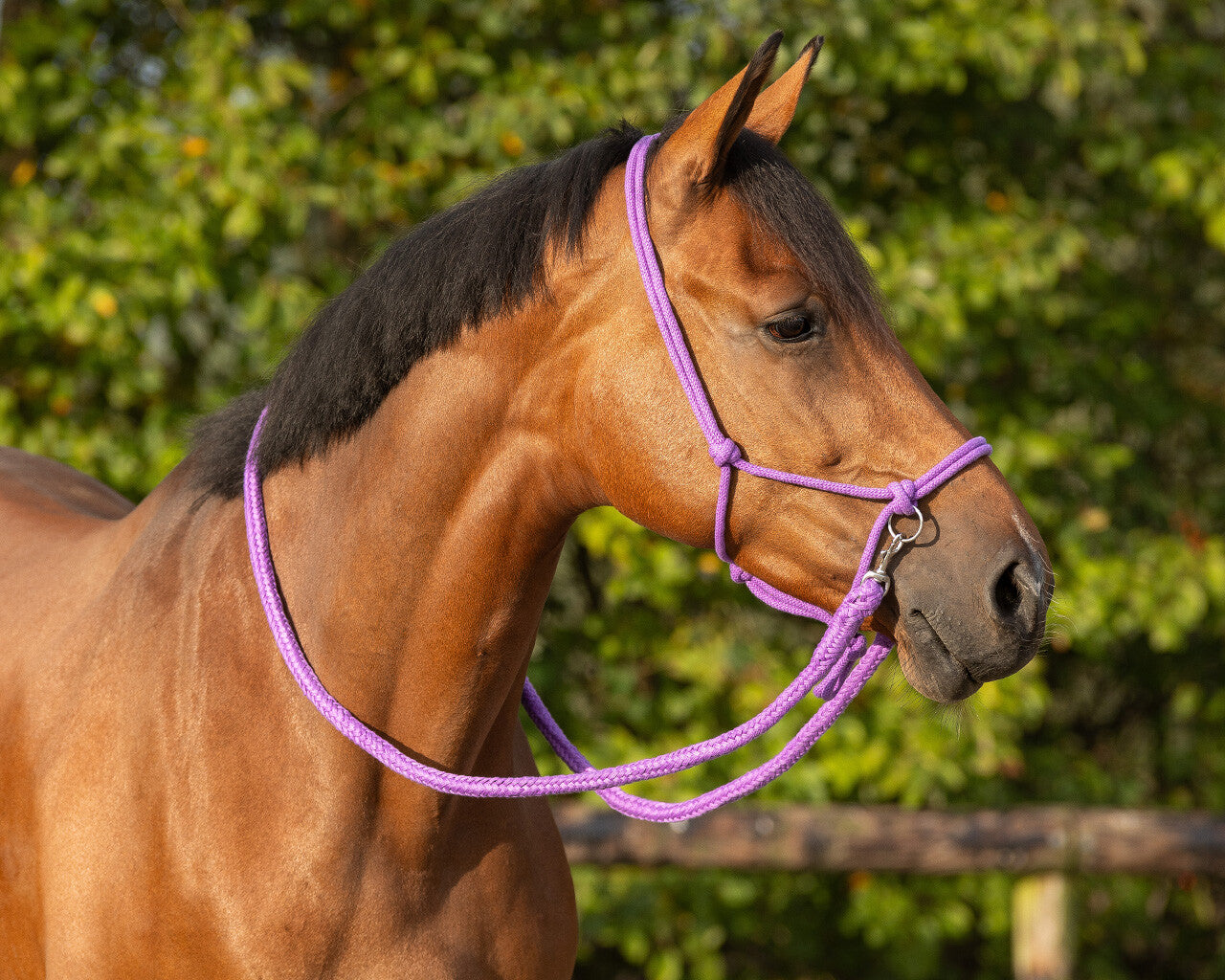 NUOVO - Capestro in corda con redini