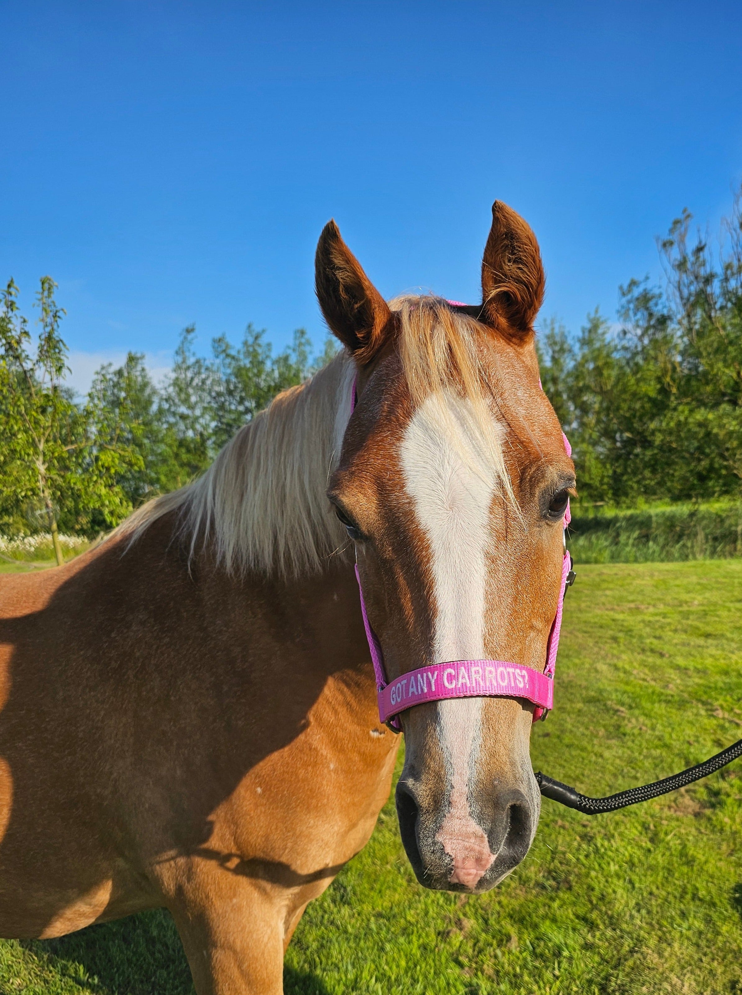 Testiera in nylon - Got any carrots?