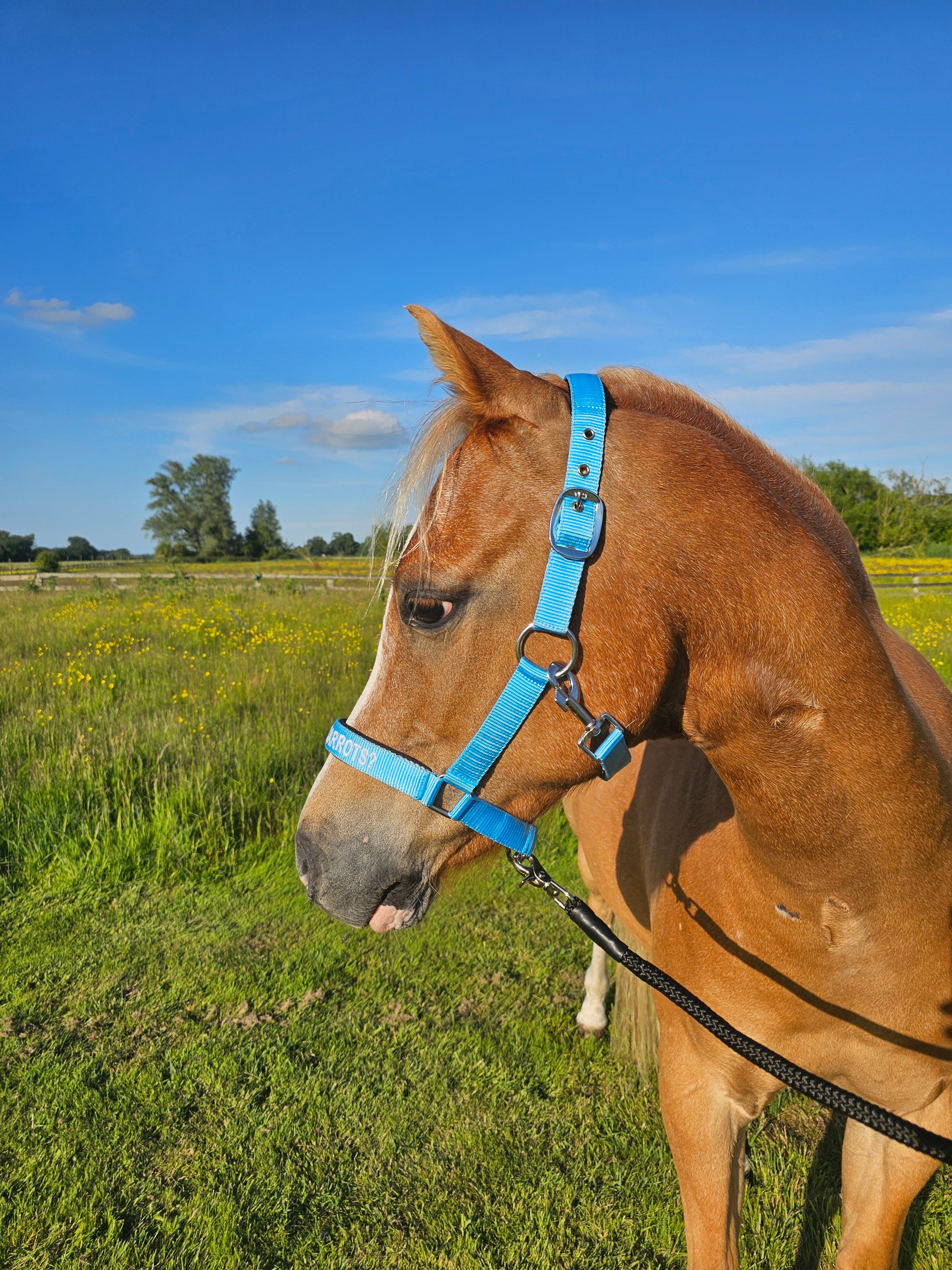 Testiera in nylon - Got any carrots?