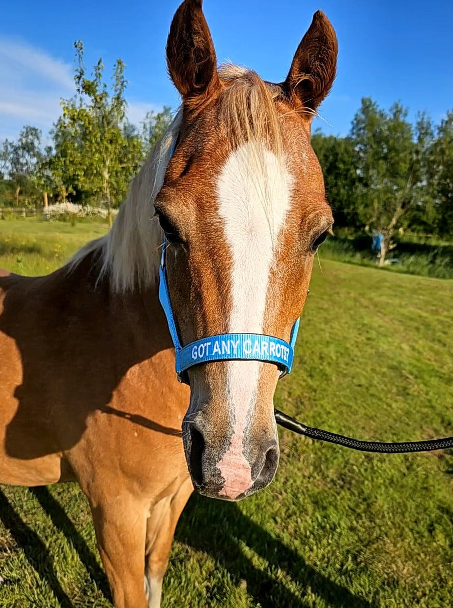 Testiera in nylon - Got any carrots?